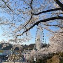 벅스 퍼니 | 벚꽃시즌 아이와 광주 패밀리랜드 동물원과 놀이공원 방문 후기 🌸
