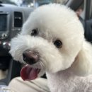 온레스트 그루밍 이미지