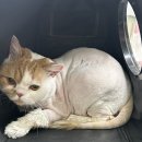 고양이미용연구소 이미지