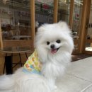여름 강아지옷 추천, 가볍고 시원한 폼폼폼 시스루 티셔츠