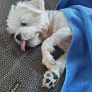 콜렌육십도 이미지