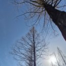 기지시 메타세콰이아 이미지