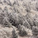 눈꽃여행 이미지