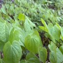 삼지목장 이미지