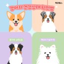 건강한 강아지 이미지