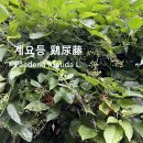 계요등 鷄尿藤 이미지