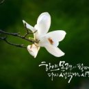 캘리그라피 이미지