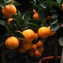 성남과일 이미지