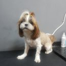 예뻐해줄개 이미지