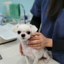 신흥동물병원 이미지