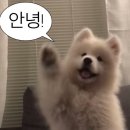 삐끄니끄 펜션 | [춘천/펜션] 빔프로젝터와 개냥이가 있는 삐끄니끄펜션 후기