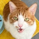 운정고양이호텔 이미지