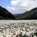 [정기] 천상의 꽃길이 열렸다.!! 샤스타 데이지가 만발한 꽃폭풍 속으로..감성여행...그리고..영월여행. 6/28(일) 이미지
