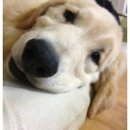 부마클럽 이미지