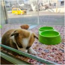 강릉애견분양 네이버블로그