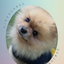 귀여운 곰상 포메라니안 쪼콩이의 구조 스토리입니다~ 이미지