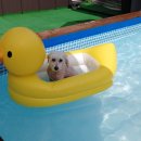 양평애견택시 이미지