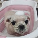 멍헤어 애견미용실 이미지