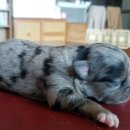 자두랑 호두랑 이미지