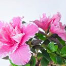 보성초등학교 병설유치원 이미지