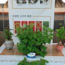 바이오과학관 Daum카페