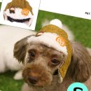 코디애견샵 이미지