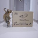 옐로우 터널 | 고양이스크래쳐 종이 날림 없는 국내 제작 마루캣 터널 스크래쳐 추천