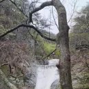 청송 주왕산 운무속의 단풍 이미지