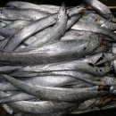 양순2호 이미지