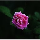 향기 - 영도구 봉래길 38 | 향기