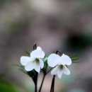 안산벚꽃음악회 이미지