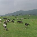 대관령목장 이미지