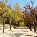 솔숲갈래길 이미지