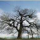 영풍 병산리 갈참나무 이미지