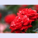 곡성-093 티스토리