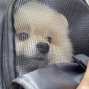 살롱드독 이미지