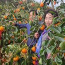 순분농장 Daum카페