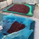 김영농장 이미지