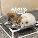 경의 | 포인핸드 경의숲점 유기견 카페 메뉴 및 방문 후기