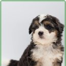 잠실베스트동물메디컬센터 이미지