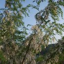 동구밖과수원길 이미지