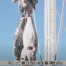 해양참치 이미지