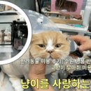 냥이를 사랑하는 멍멍이 이미지