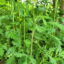 쑥, 약쑥, 바로쑥, Artemisia princeps var. orientalis은 소화를 돕고, 체온을 유지하여 혈액순환에 도움 이미지