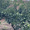 조수리 플로어 이미지