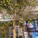 우연상회 이미지