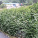 오복민박 이미지