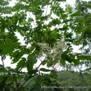 하천리-7 이미지