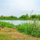 야생화단지 이미지