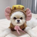 폴짝하우스 이미지